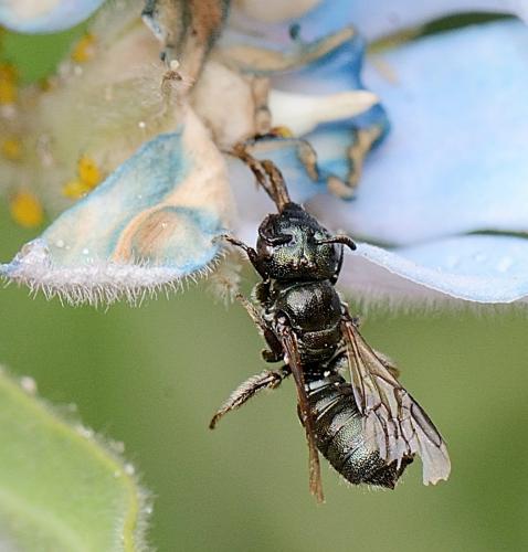 Ceratina cyanea